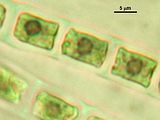 Dettaglio delle cellule (foto A. Sfriso)
